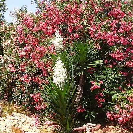 Atalants Yailja * Alcossebre